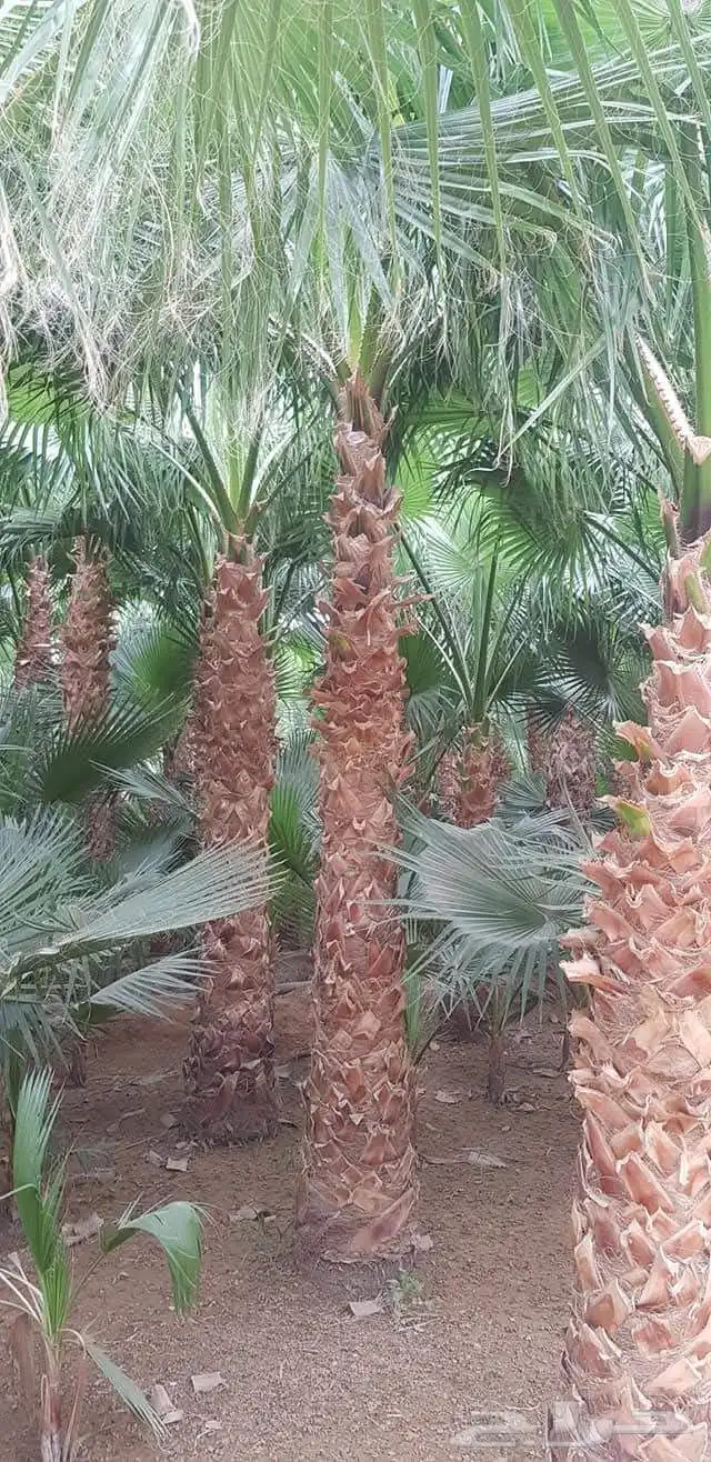 نخيل.واشنطنيا.للبيع 4