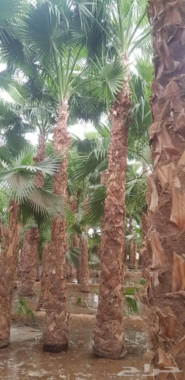 نخيل.واشنطنيا.للبيع 5