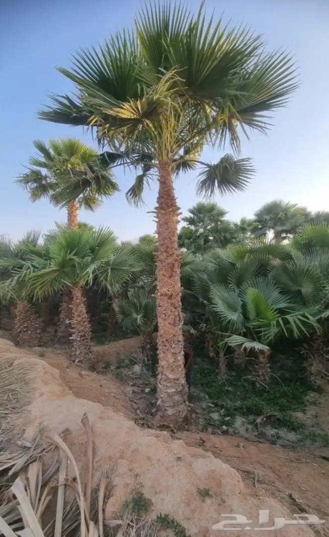 نخل واشنطني زينه واشنطن 8