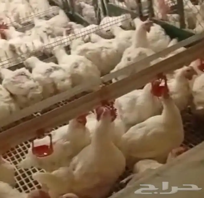 امهات لاحم 0