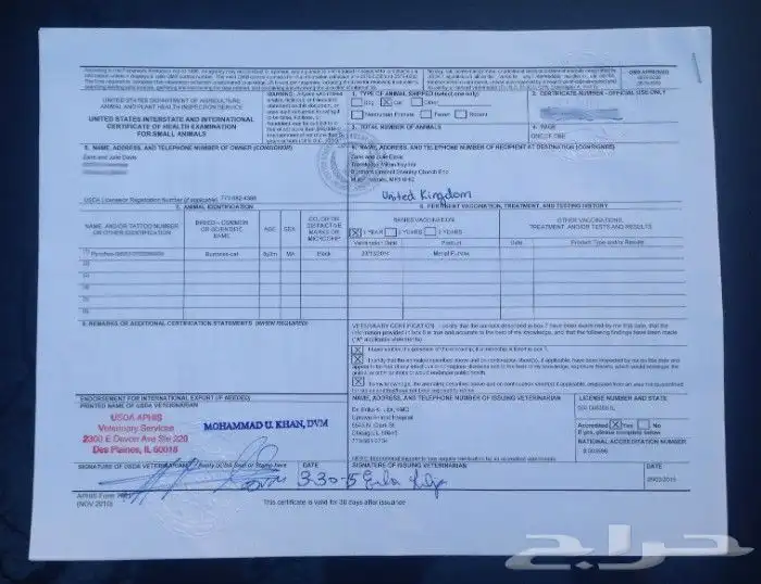 قطه سكوتش بريتيش شانشيلا NS25 بيور (نادرة) 5