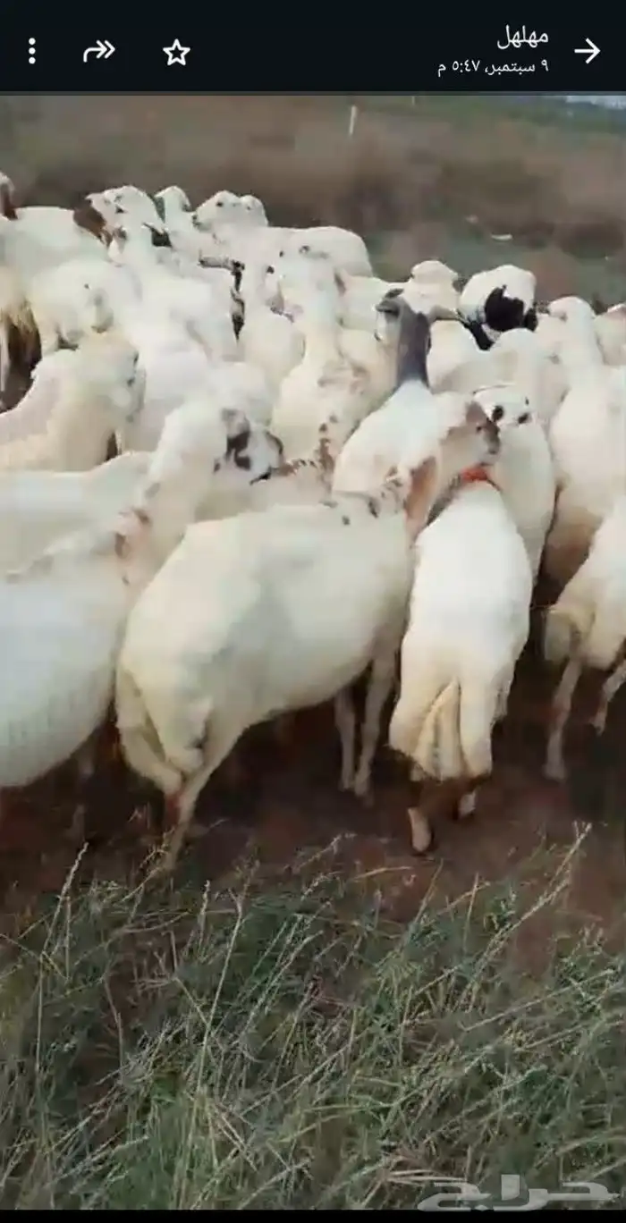 اعرض لكم ضأن رفيديات دفيع مشاء الله تبارك الله 2
