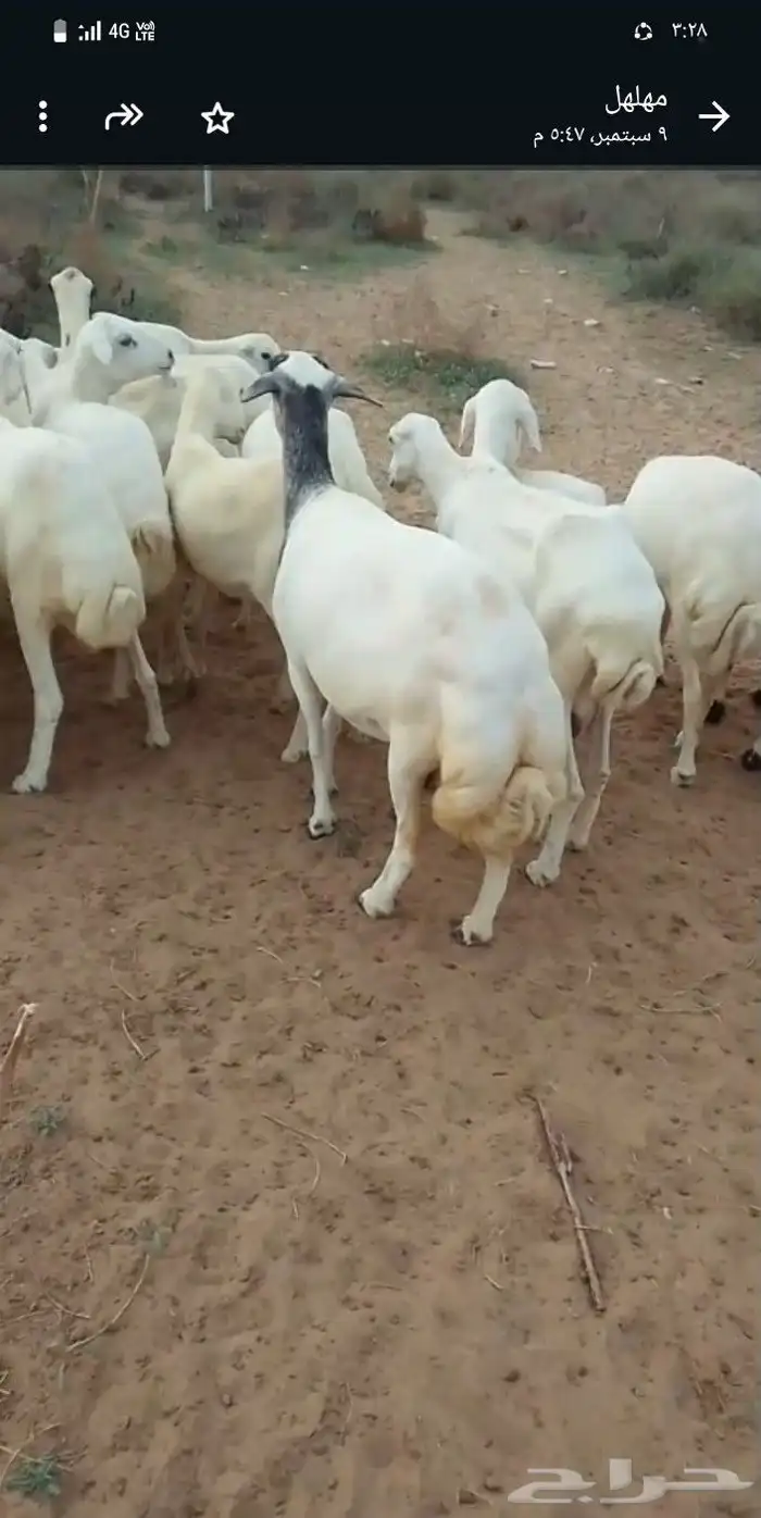 اعرض لكم ضأن رفيديات دفيع مشاء الله تبارك الله 4