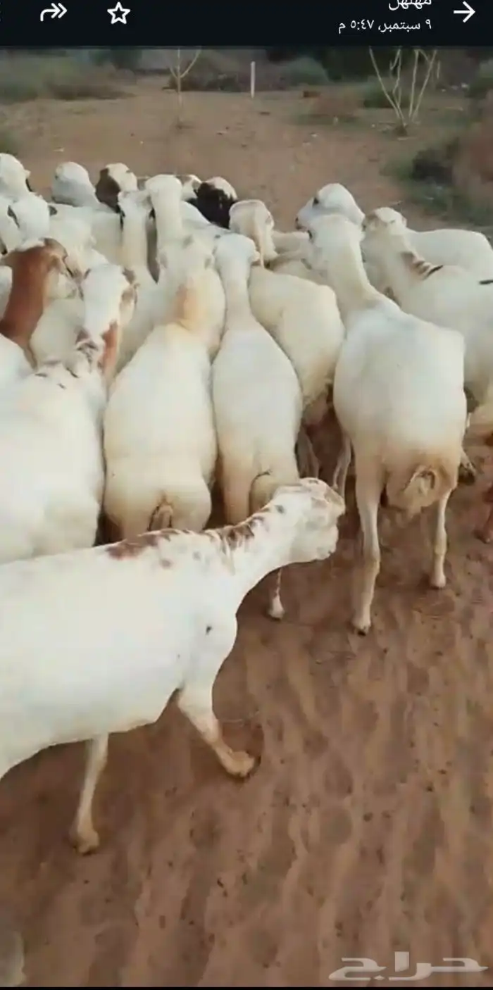 اعرض لكم ضأن رفيديات دفيع مشاء الله تبارك الله 1