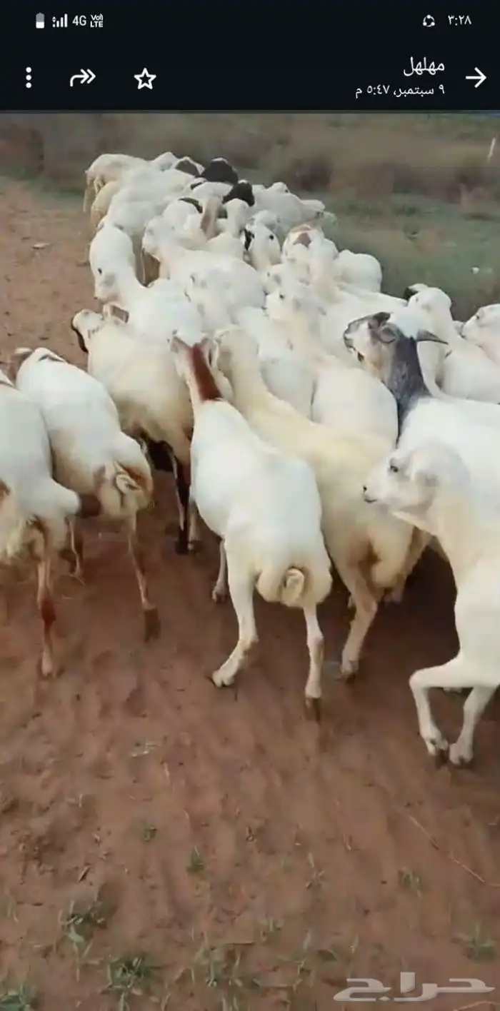 اعرض لكم ضأن رفيديات دفيع مشاء الله تبارك الله 5