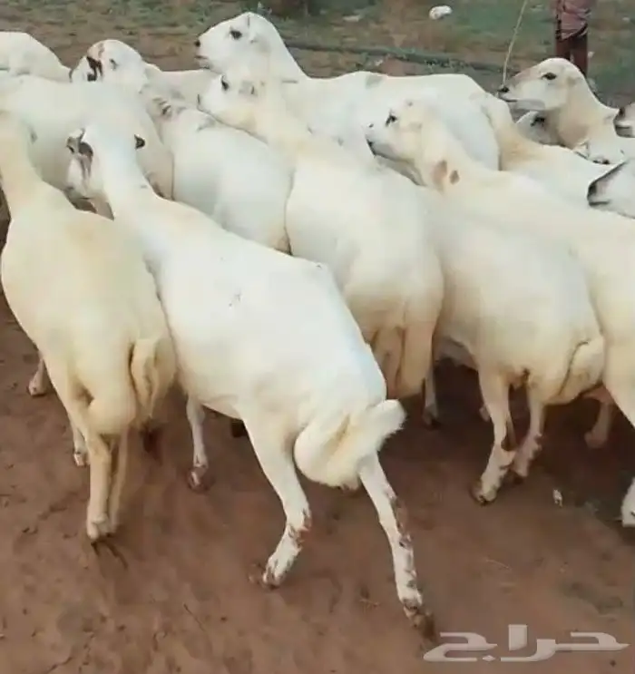 اعرض لكم ضأن رفيديات دفيع مشاء الله تبارك الله 3