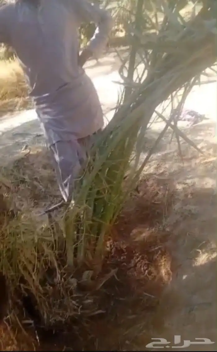 فروخ طيبه 0
