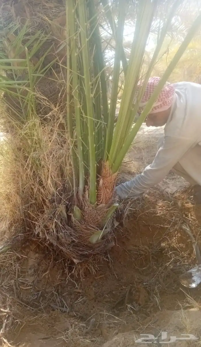 فروخ طيبه 1