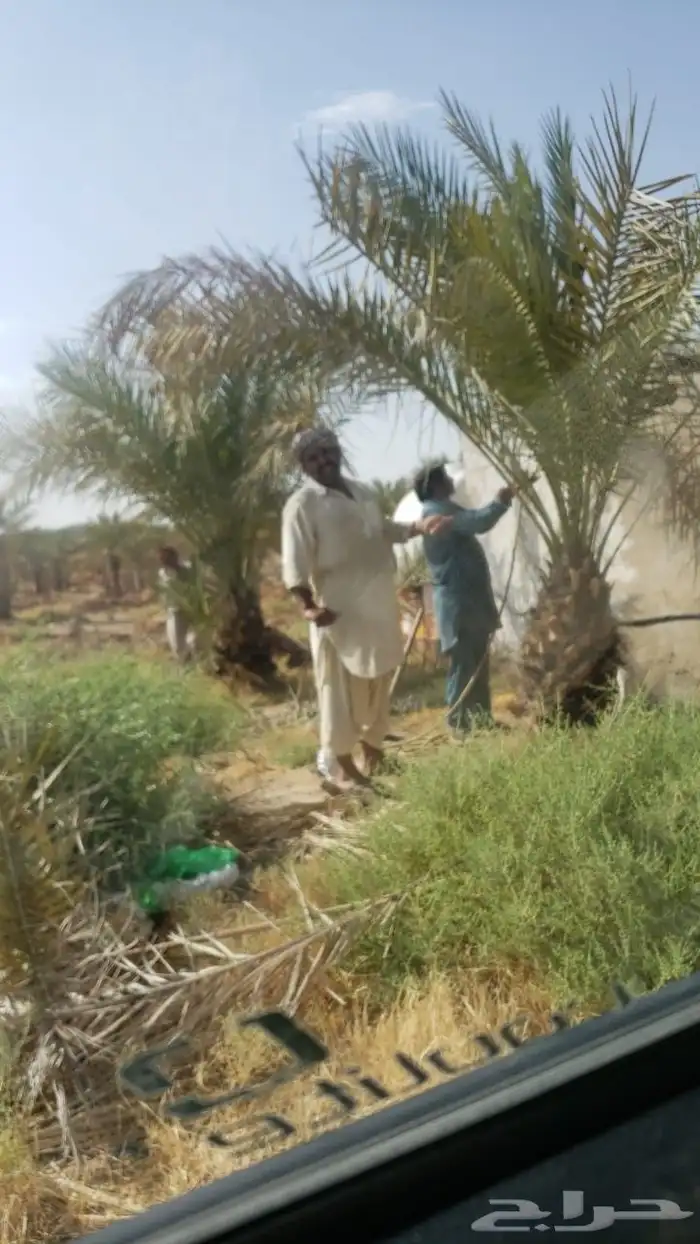 يوجد الدينا جميع نوع نخيل اسعارنا معقوله 7