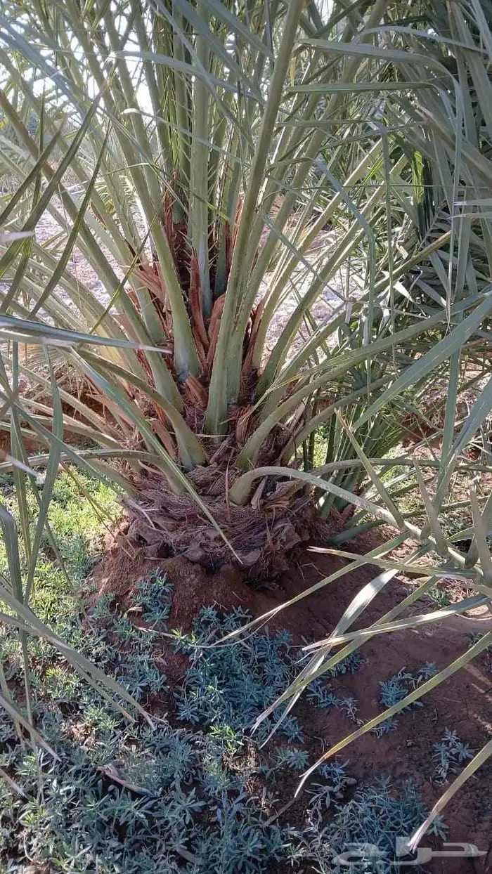 يوجد الدينا جميع نوع نخيل اسعارنا معقوله 2