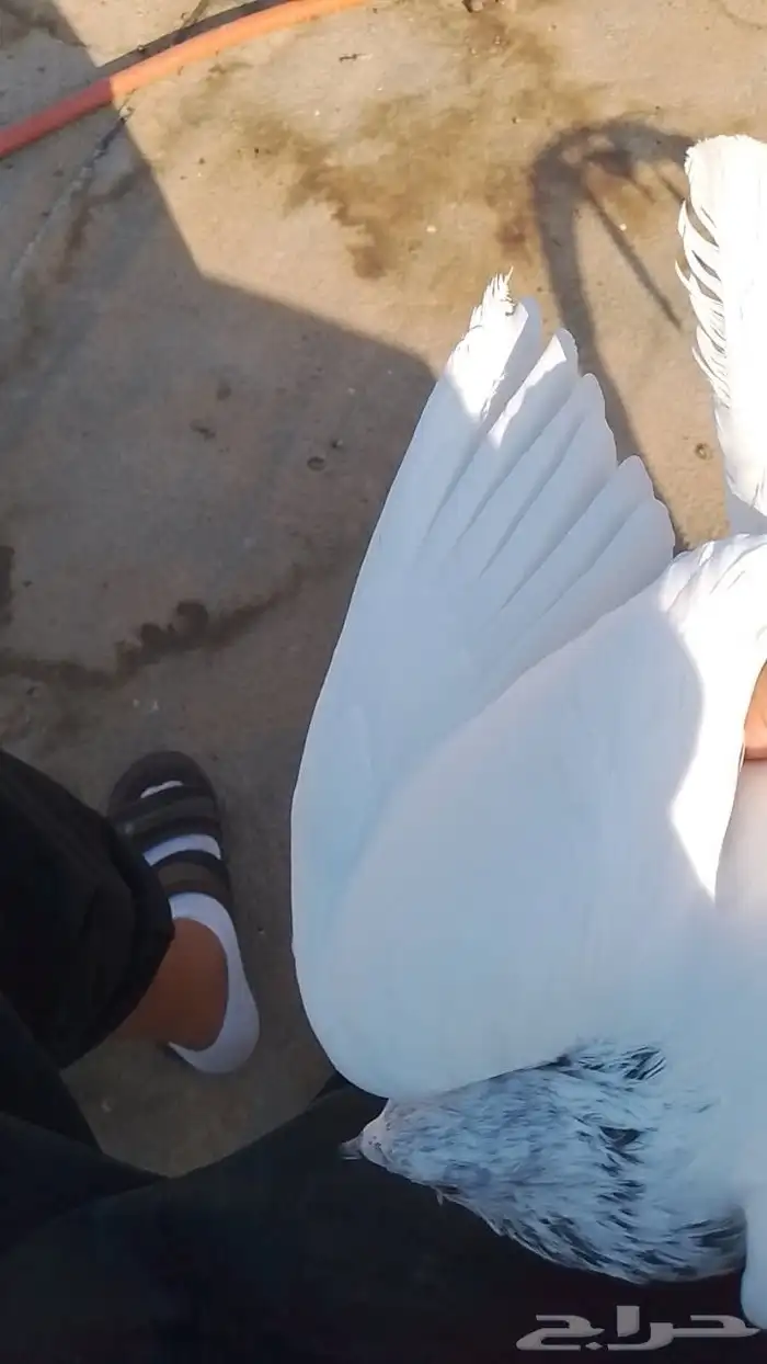 سلام عليكم ورحمه الله وبركاته يجد حمام الباكستاني انثه وذكر 0