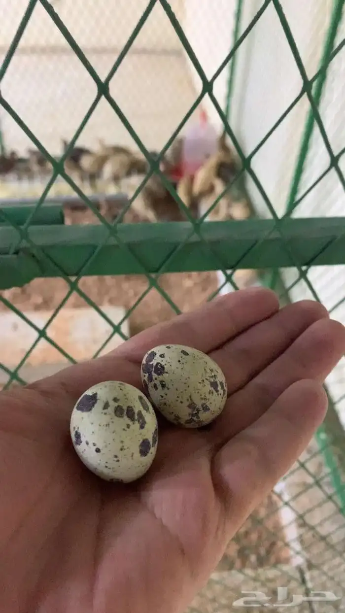 بيض سمان 1