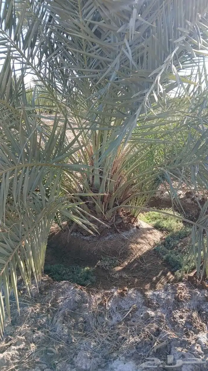 يوجد الدينا جميع نوع نخيل اسعارنا معقوله 1