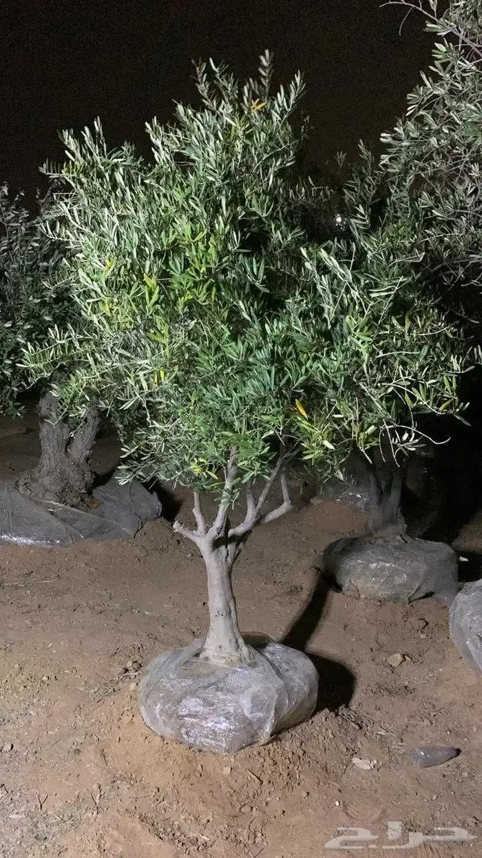 زيتون ونخل زينه 2
