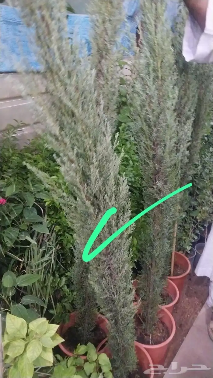 يوجد لدينا جميع انواع الأشجار زينه 2