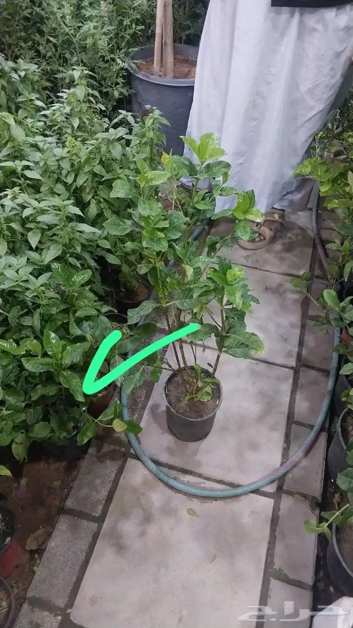 يوجد لدينا جميع انواع الأشجار زينه 3