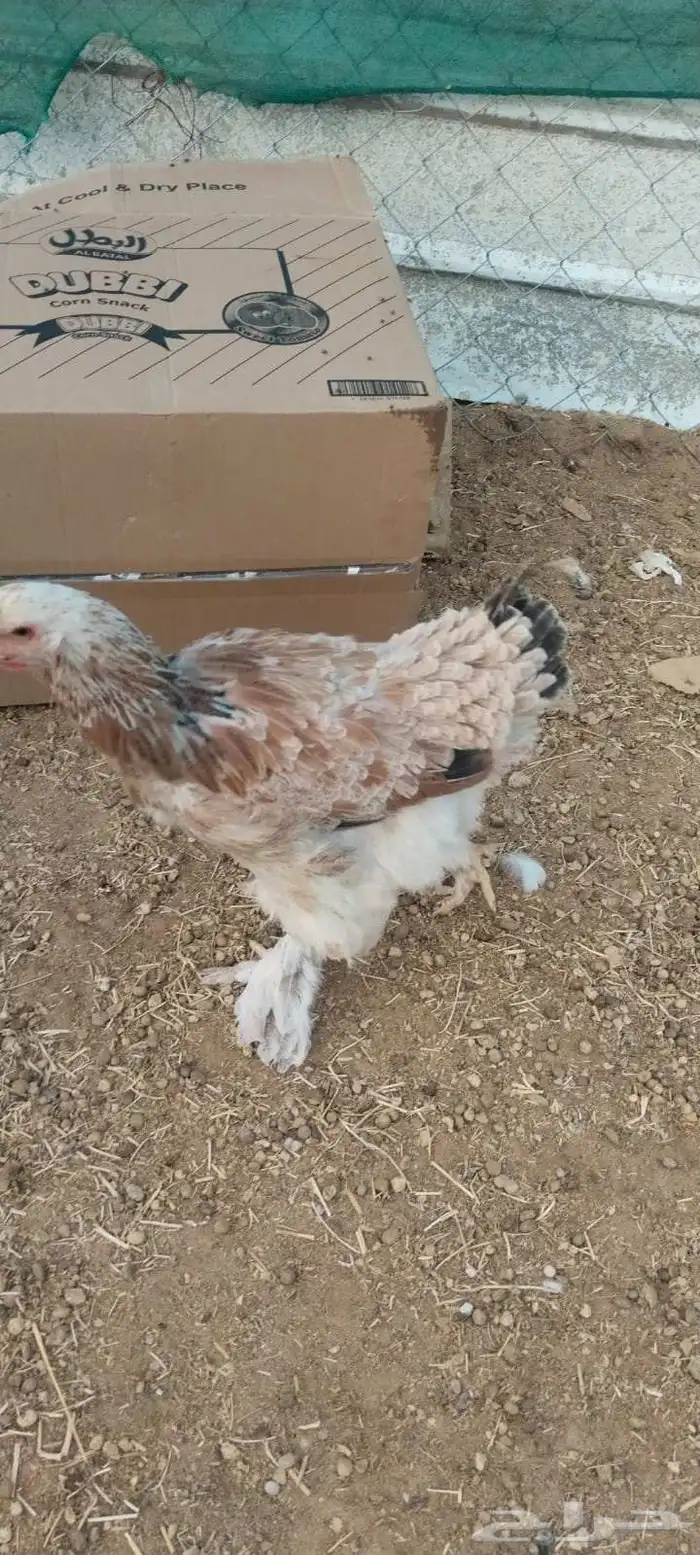 دجاج براهما وكلومبي للبيع الموقع حي الجامعه للتواصل واتساب ا 2