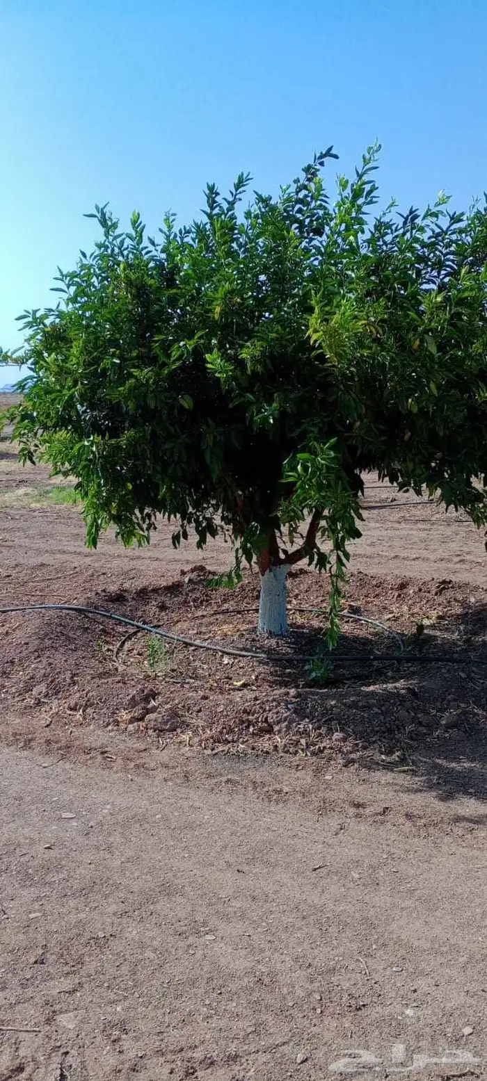 برتقال ابو سره ويوسفي وليمون للبيع 0