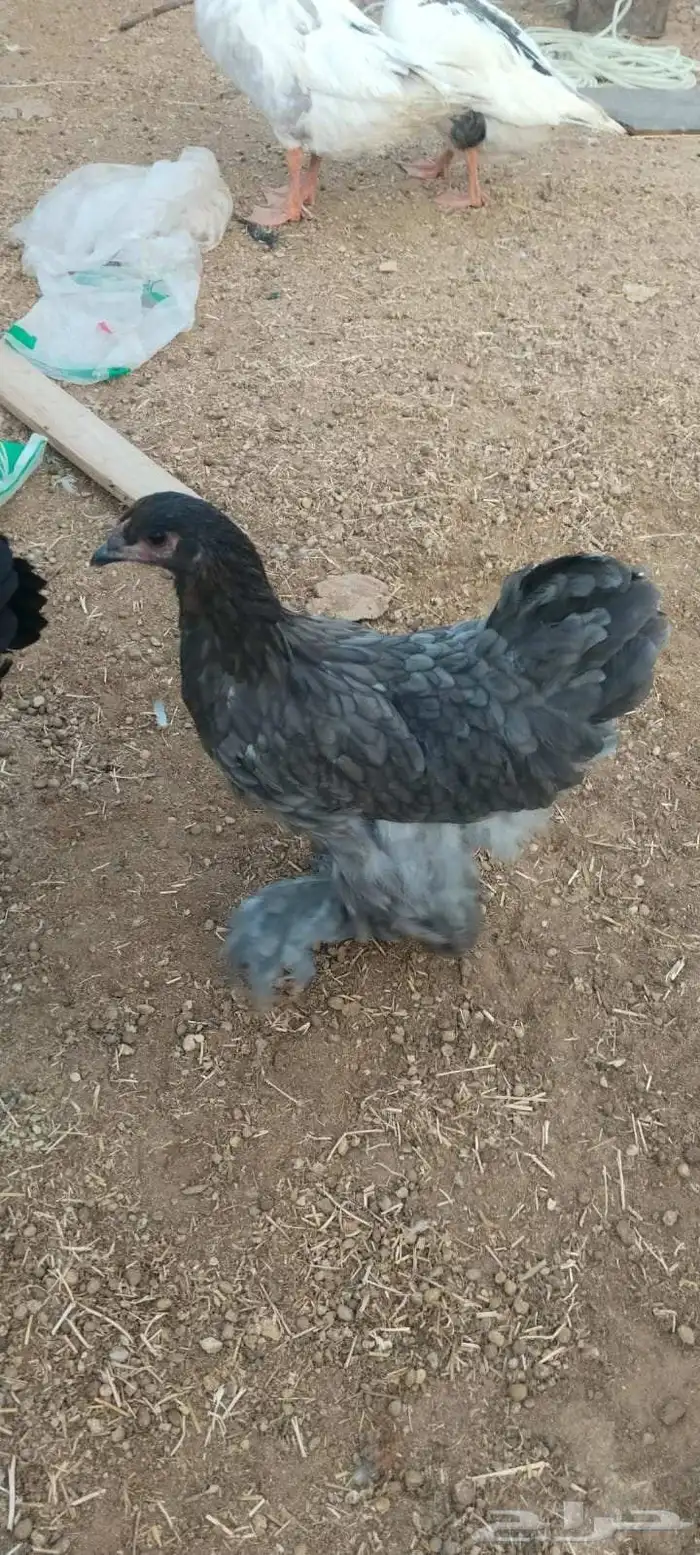 دجاج براهما وكلومبي للبيع الموقع حي الجامعه للتواصل واتساب ا 5