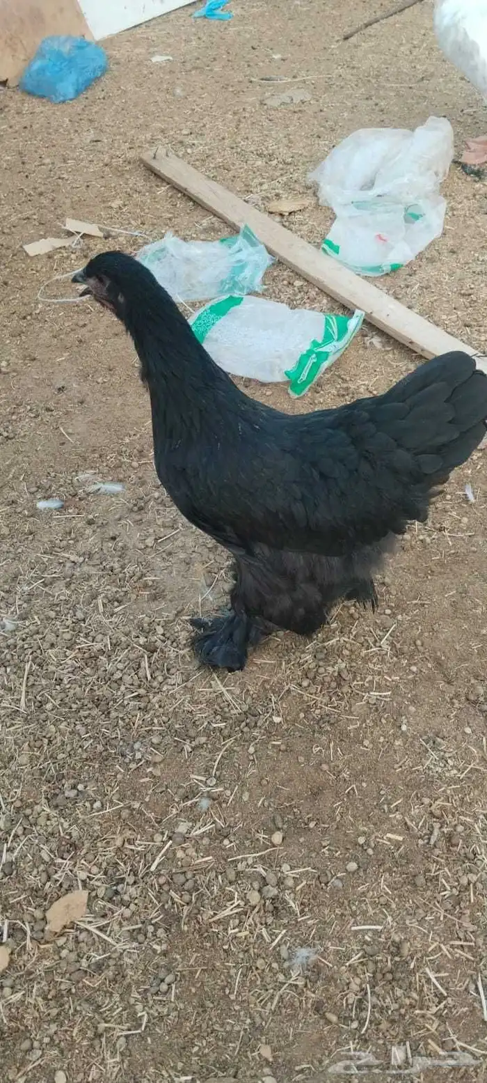 دجاج براهما وكلومبي للبيع الموقع حي الجامعه للتواصل واتساب ا 0