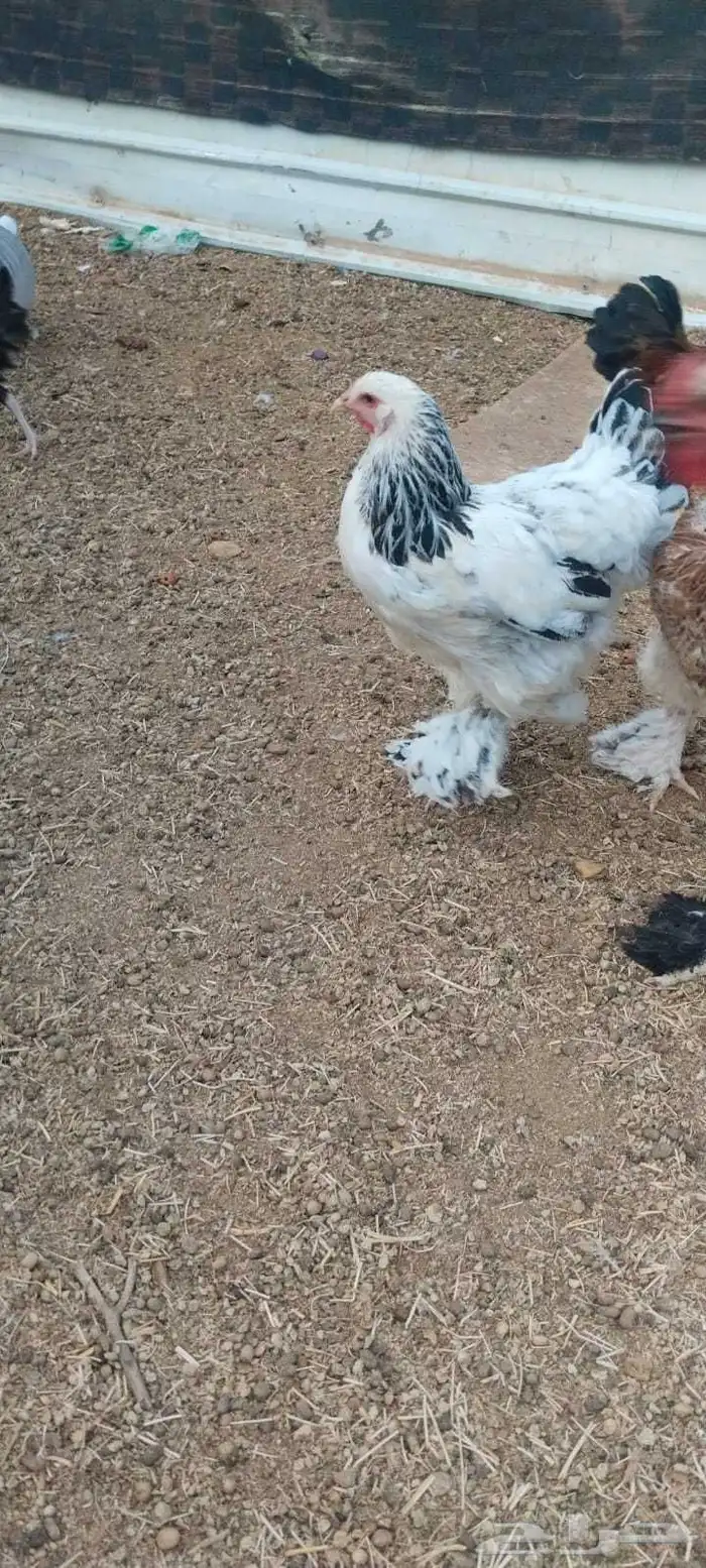 دجاج براهما وكلومبي للبيع الموقع حي الجامعه للتواصل واتساب ا 3