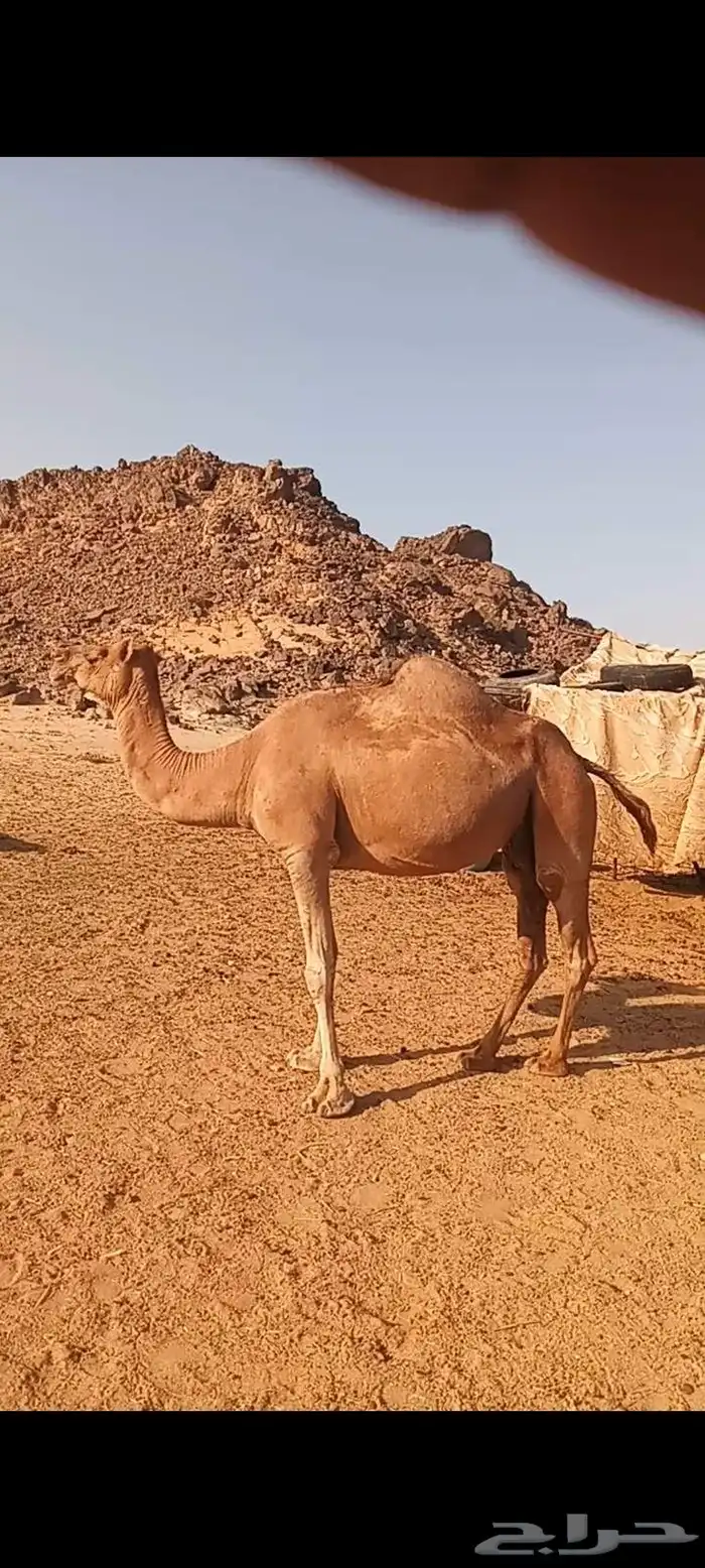 الموقع ينبع 0