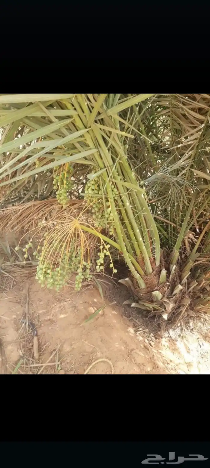 يوجد لدينا جميع انواع النخيل 1