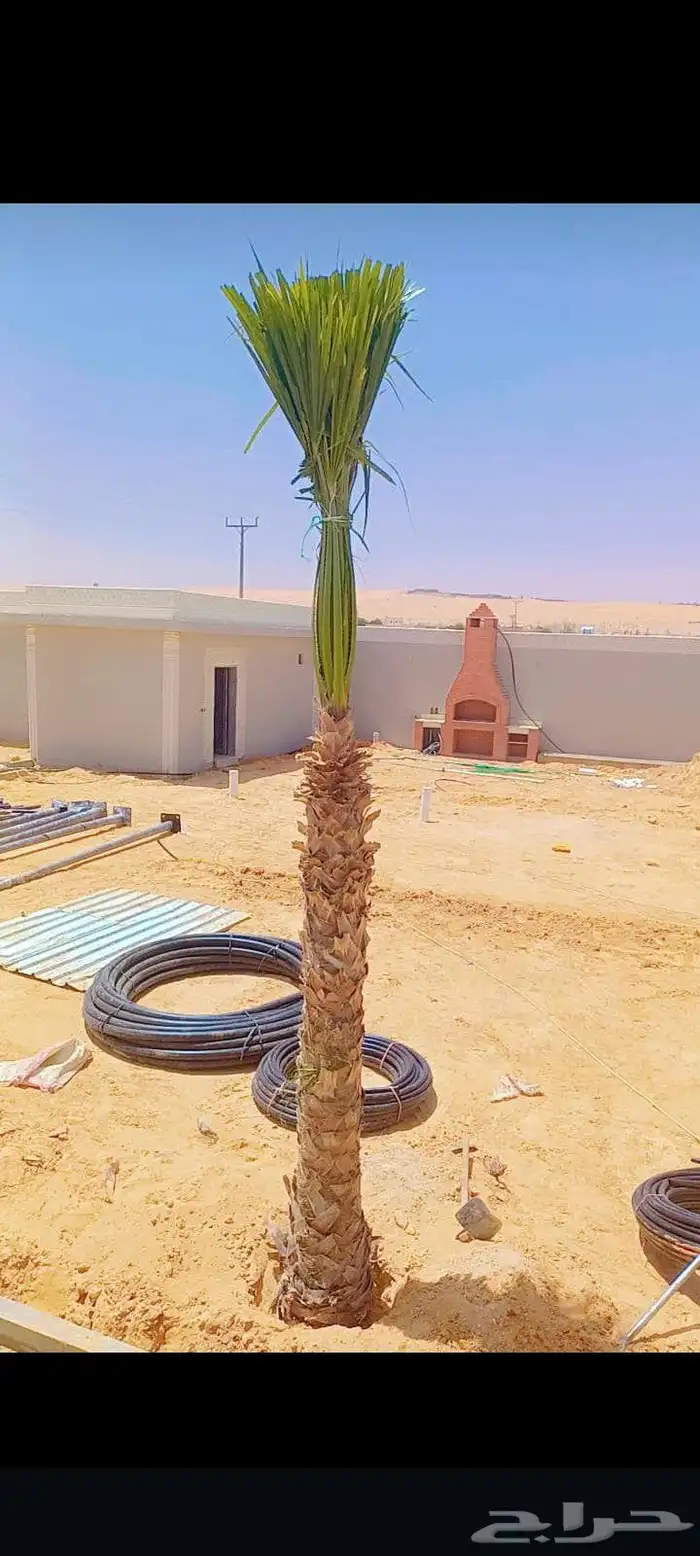 يوجد لدينا جميع انواع النخيل المثمر والزينه 1