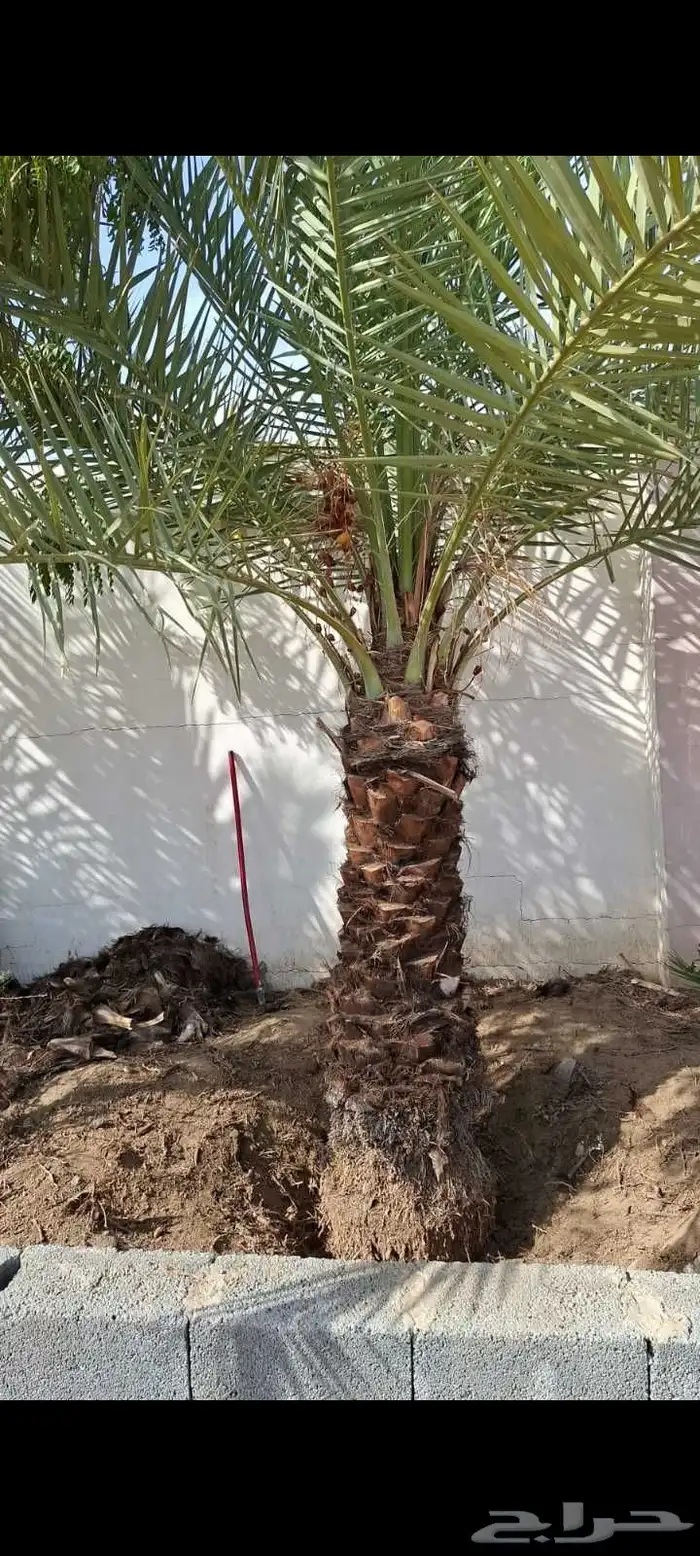 يوجد لدينا جميع انواع النخيل 8