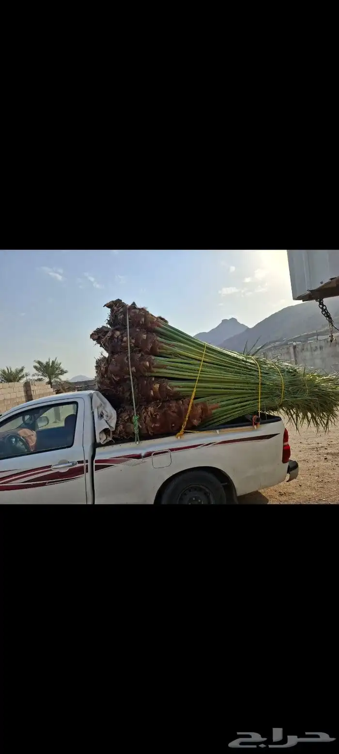 يوجد لدينا جميع انواع النخيل 5
