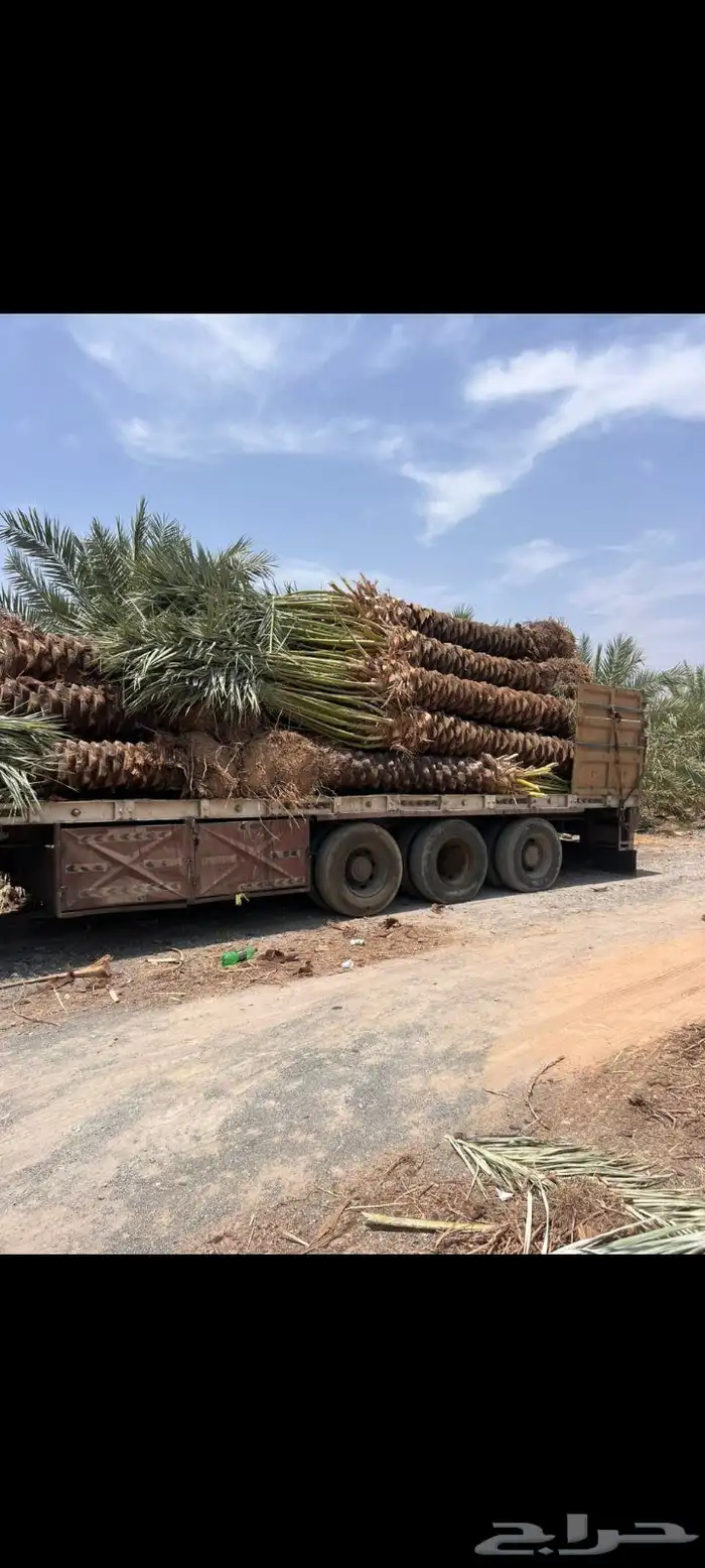 يوجد لدينا جميع انواع النخيل 9