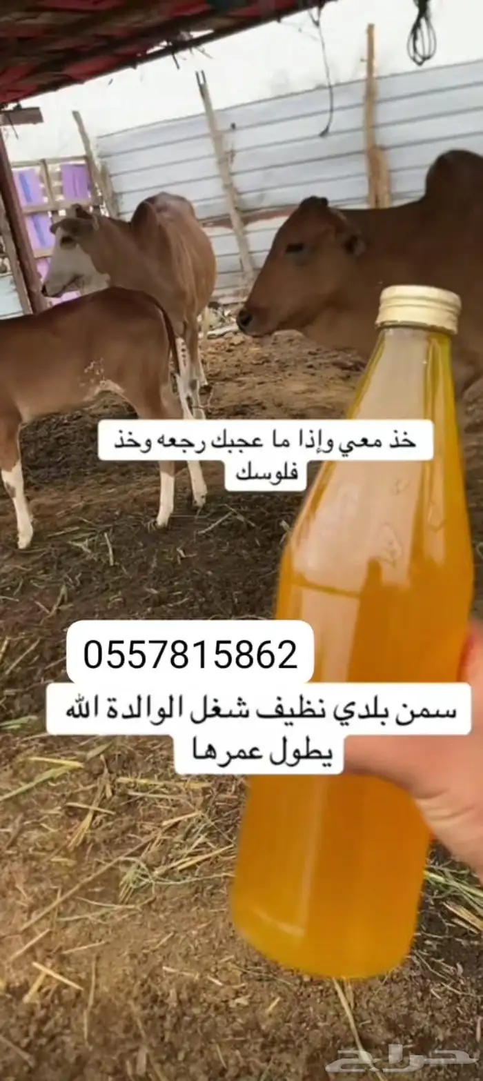 سمن بقر بلدي علي الشرط مضمون 0
