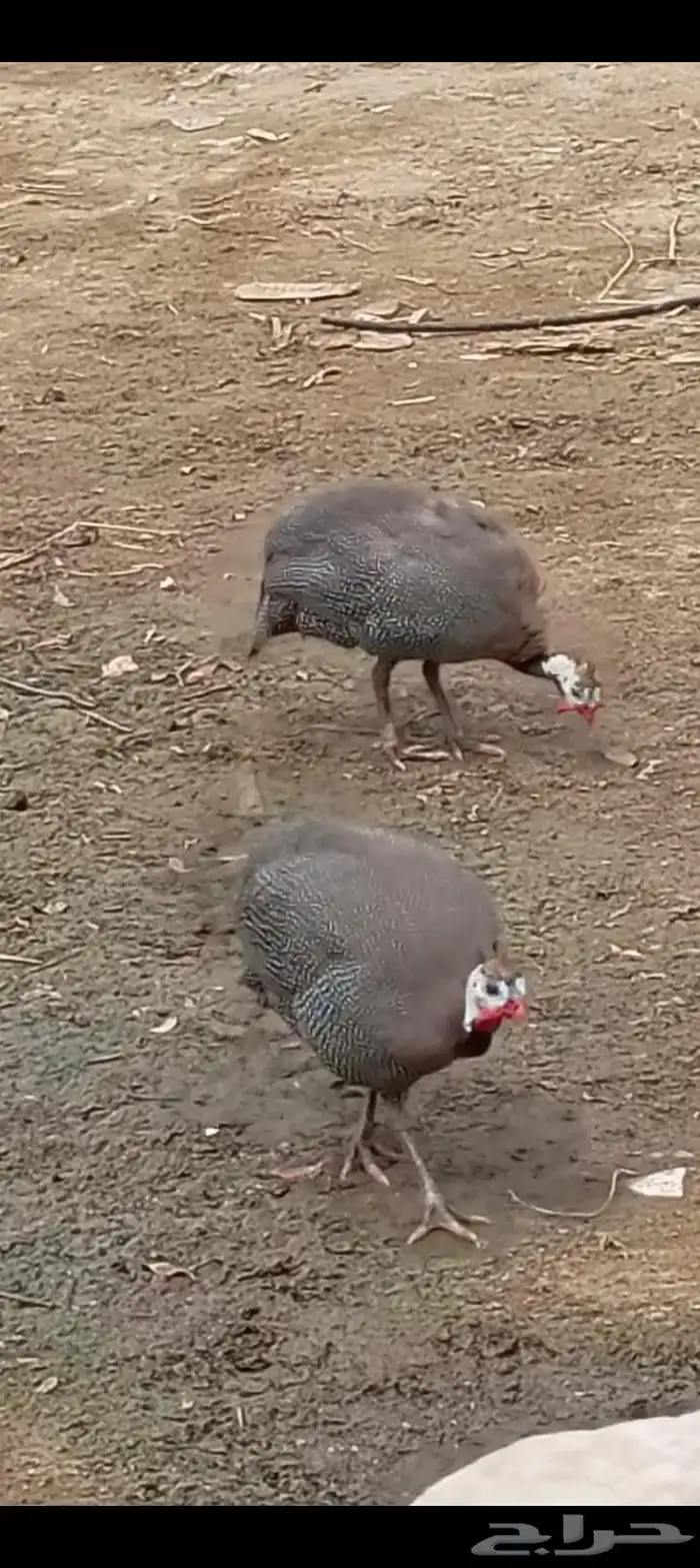 جازان قرية العشوه 0