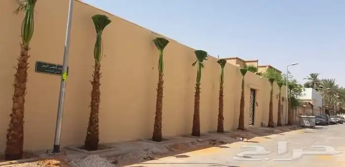 نخيل واشنطني زينة 2