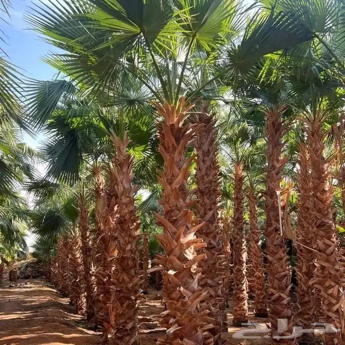 نخيل واشنطني زينة 3