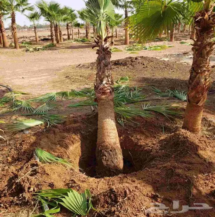 نخيل.واشنطنيا.للبيع 11