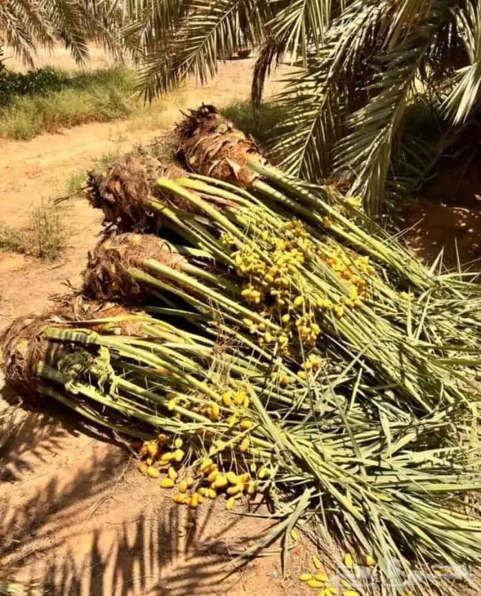 يوجد لدينا نخل للبيع نخل طيب ونويع فاخره ومضمون 8