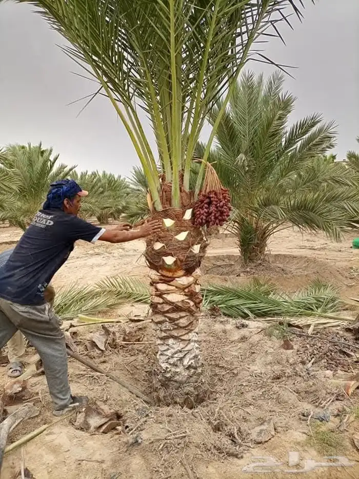 يوجد لدينا جميع انواع النخل العربي والوشنطني ج 1