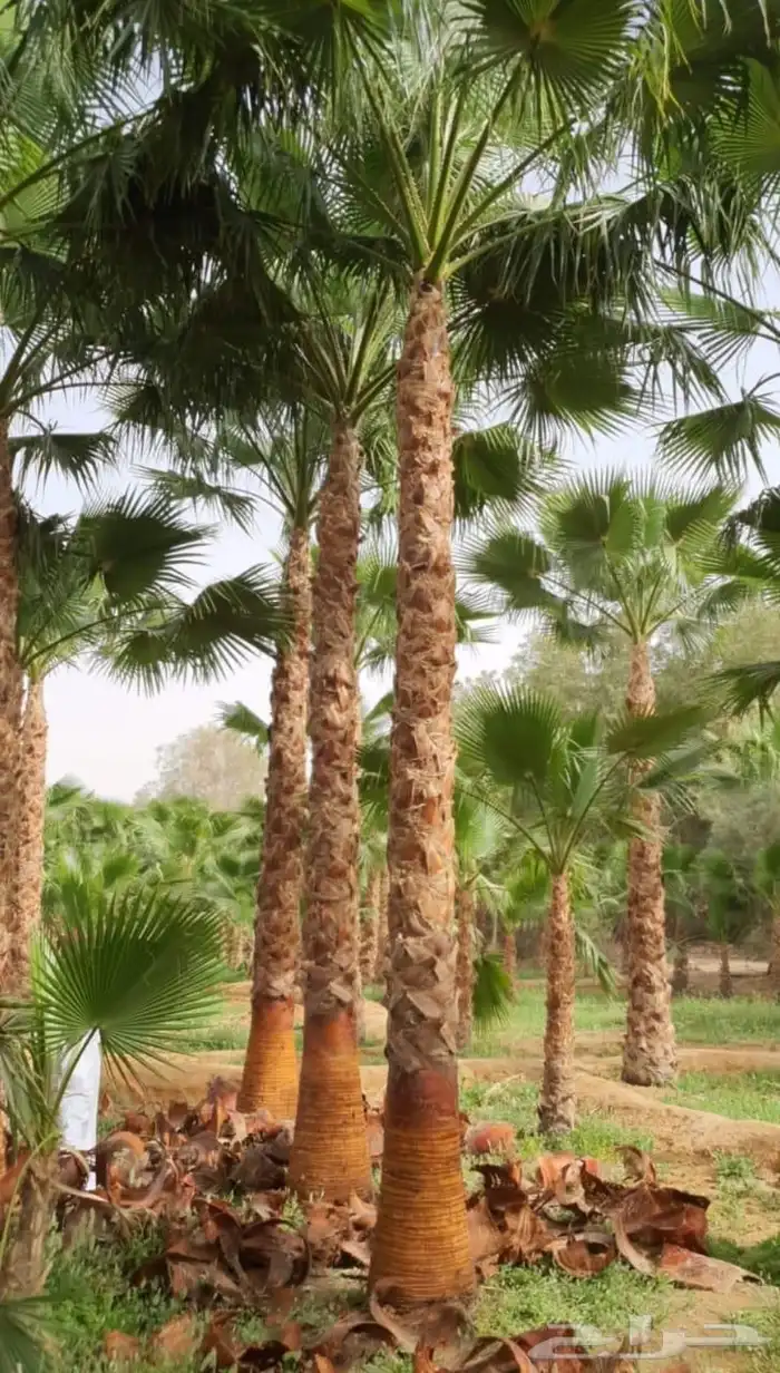 نخل واشنطن واشنطني زينه امريكي 2