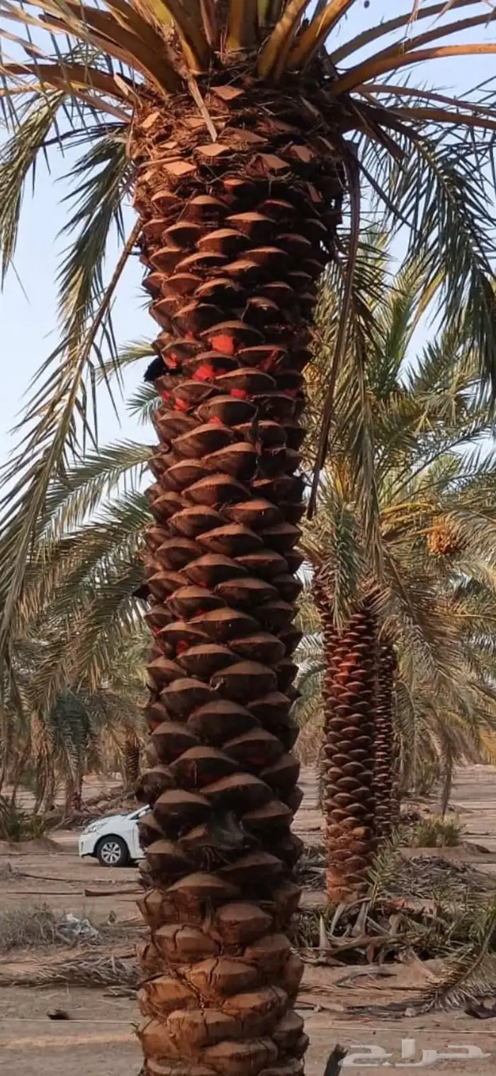 توريد وتركيب جميع انواع النخيل وتركيب الشبوك بانواعها والأشج 3