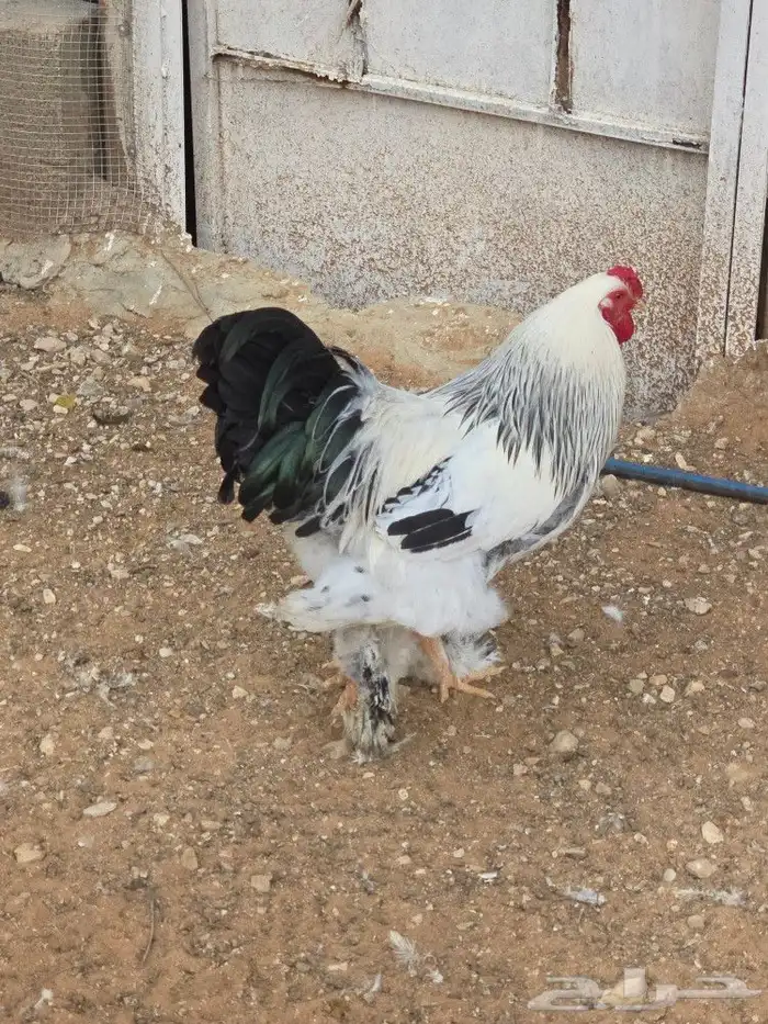 دجاج براهما للبيع 3