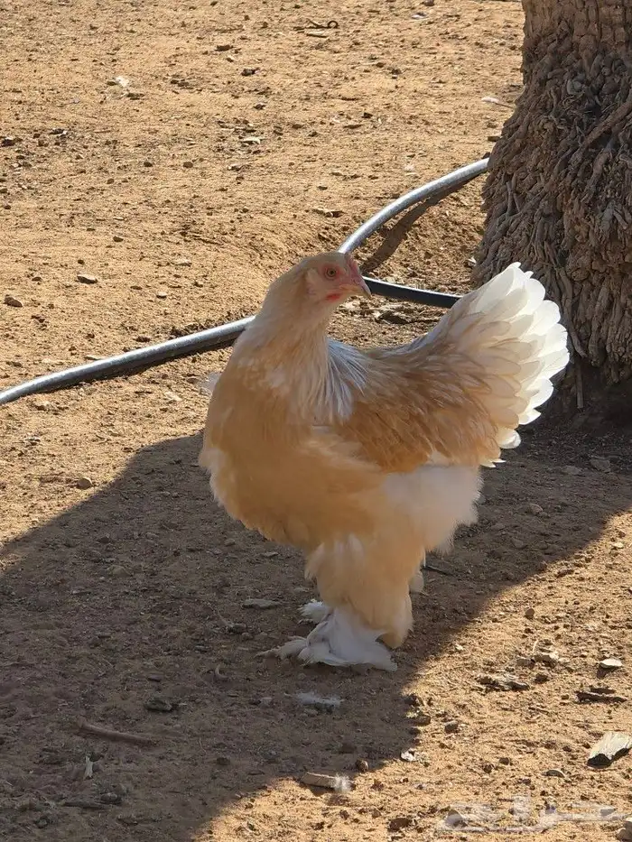 دجاج براهما للبيع 7