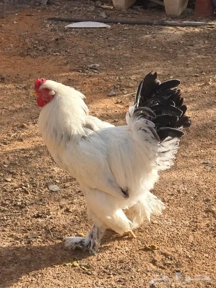 دجاج براهما للبيع 0