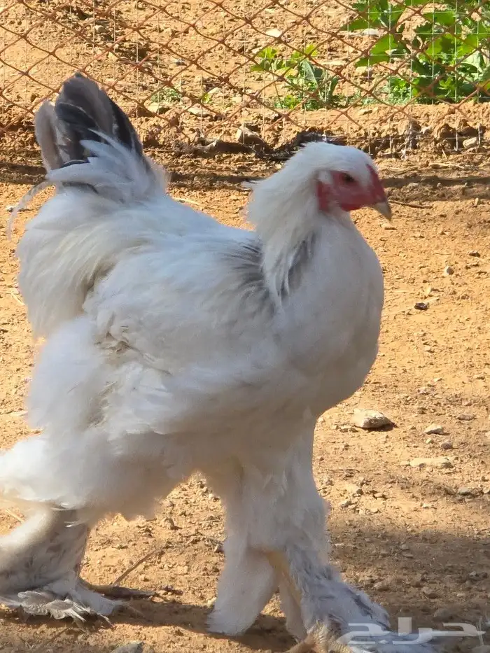 دجاج براهما للبيع 6