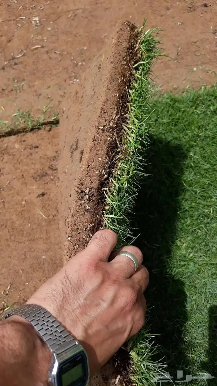 تيل طبيعى القصيم وبريدة 0