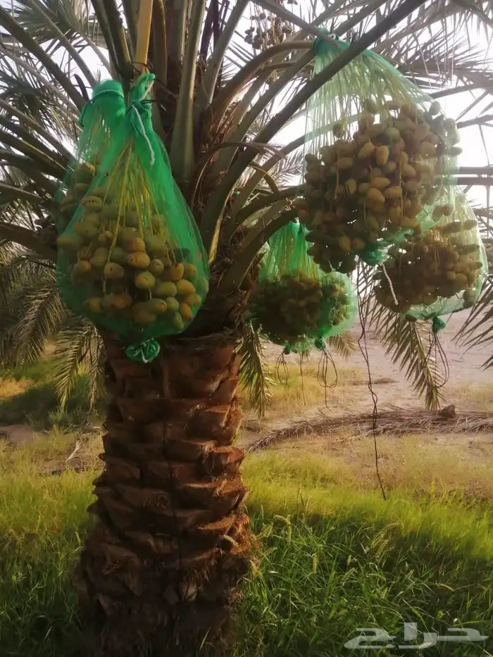 توريد وتركيب جميع انواع النخيل وتركيب الشبوك بانواعها والأشج 6