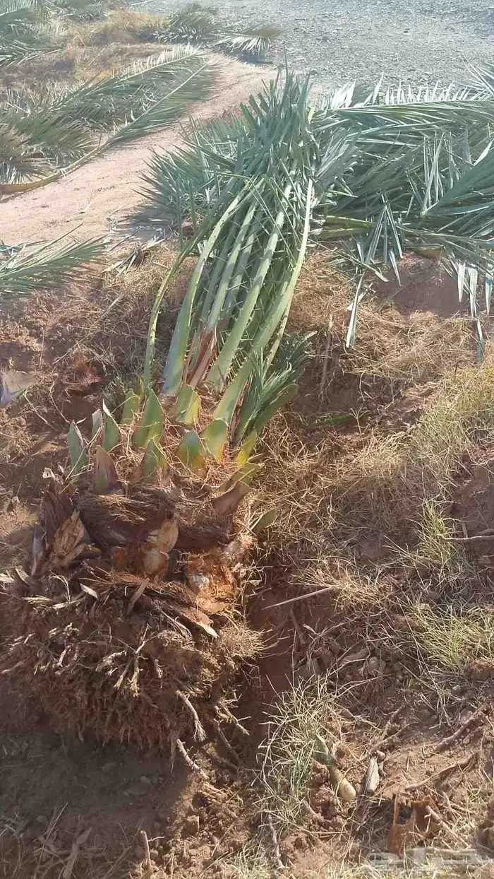يوجد الدينا جميع نوع نخيل اسعارنا معقوله 3