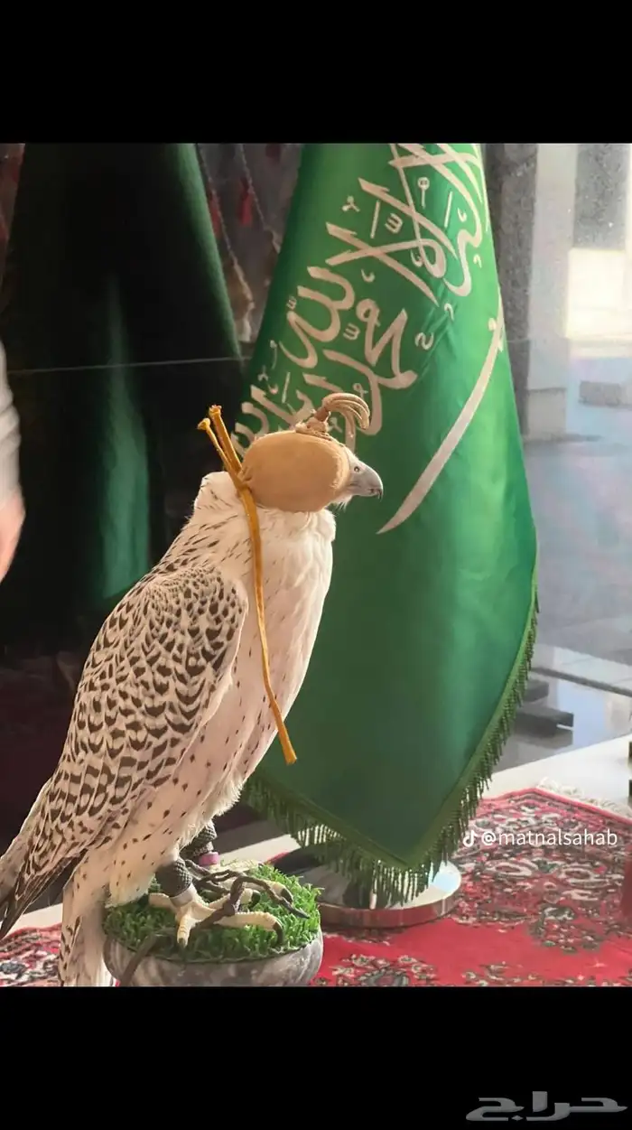 اجار صقور جمال ركبي وا خيول وا دبابات بي اليوم وا الاسبوع 16