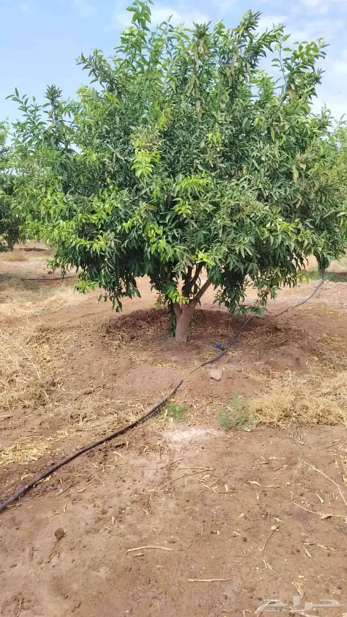 برتقال ابو سره ويوسفي وليمون للبيع 5