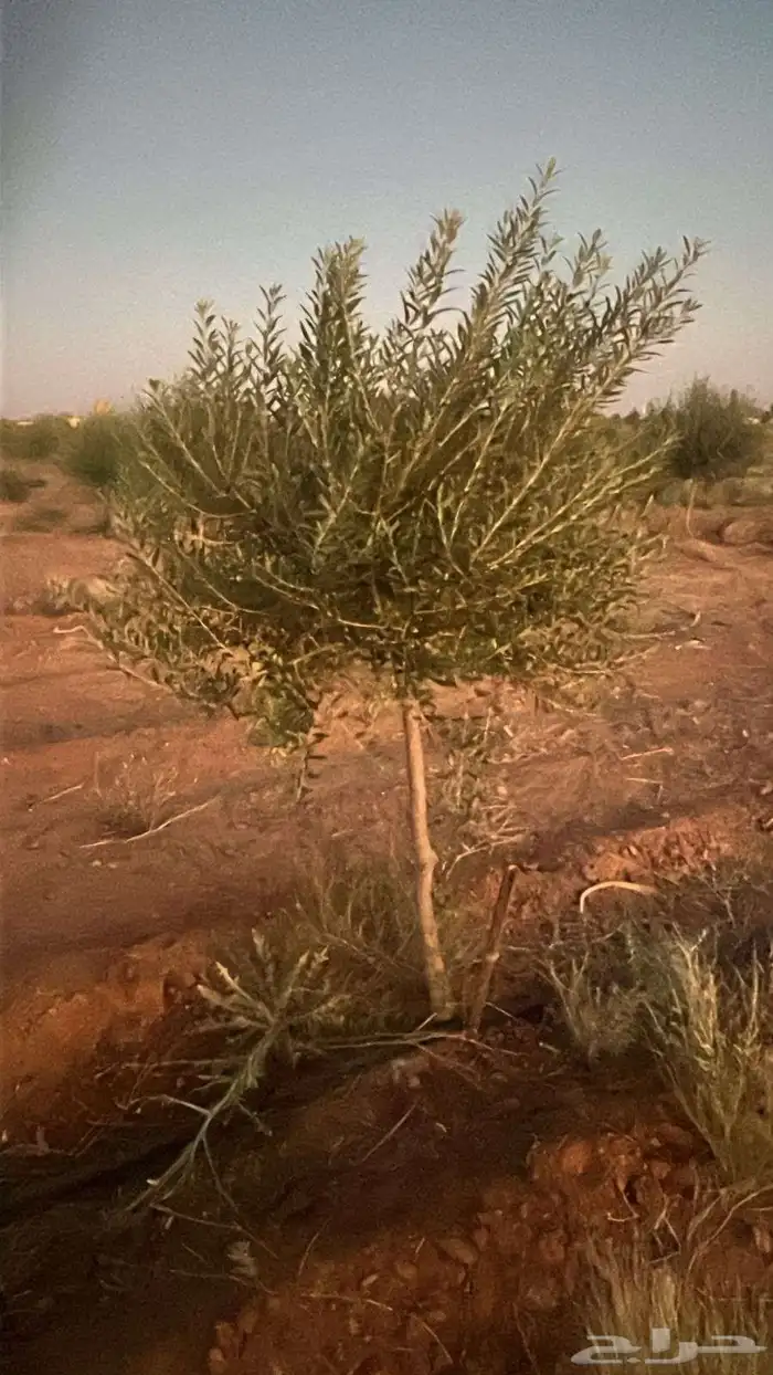 زيتون اسباني محمل جاهز 70 0